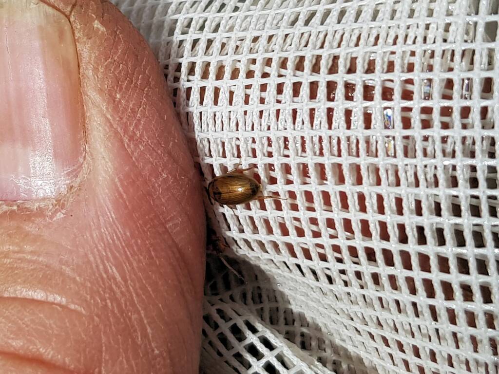 Enochrus (Methydrus), family Hydrophilidae (Water Scavenger Beetle), Alice Springs NT