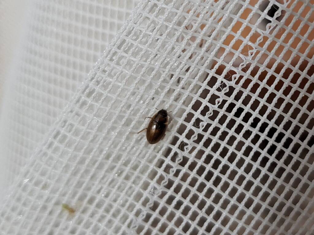 Enochrus (Methydrus), family Hydrophilidae (Water Scavenger Beetle), Alice Springs NT