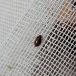Enochrus (Methydrus), family Hydrophilidae (Water Scavenger Beetle), Alice Springs NT