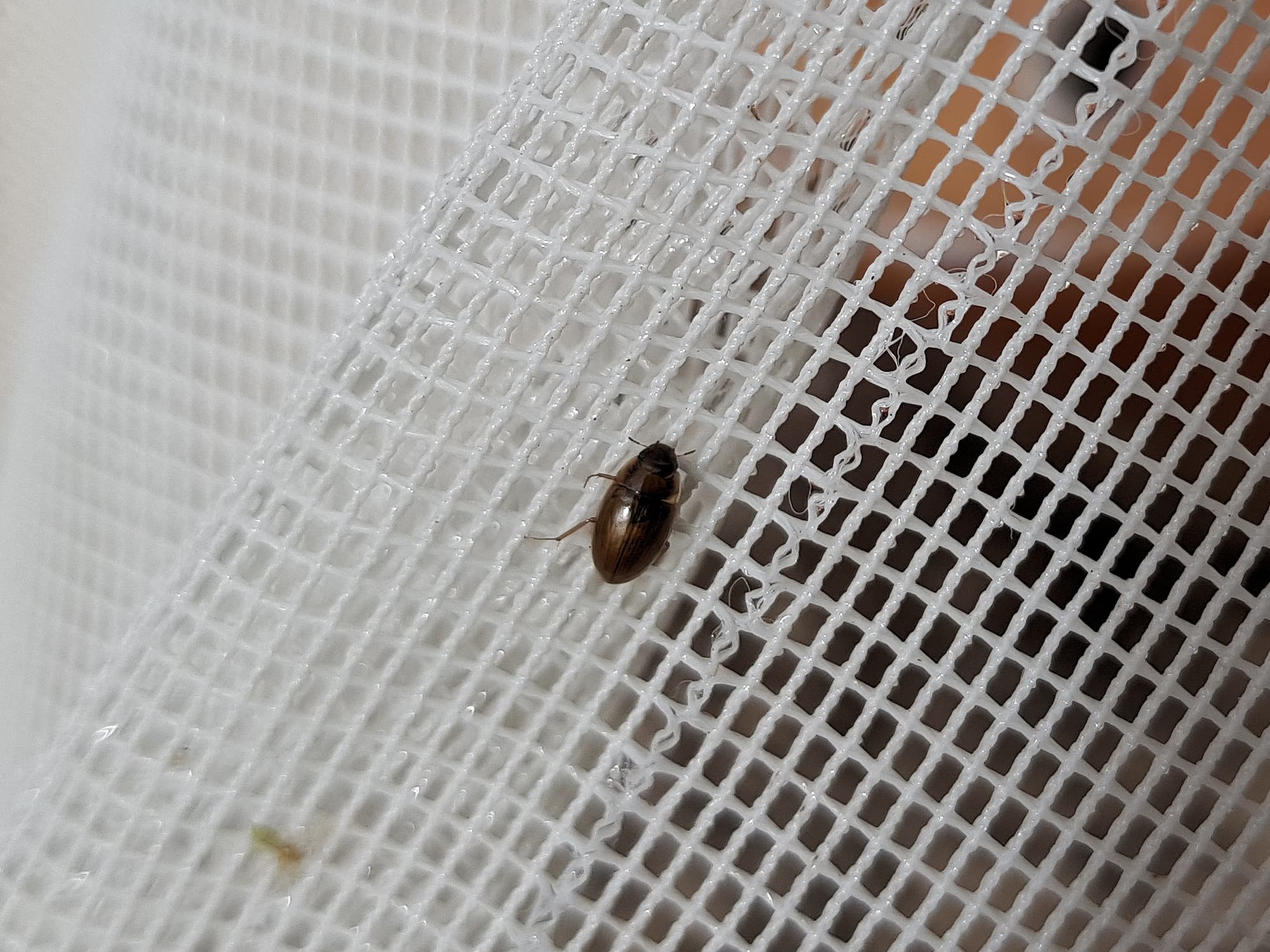 Enochrus (Methydrus), family Hydrophilidae (Water Scavenger Beetle), Alice Springs NT