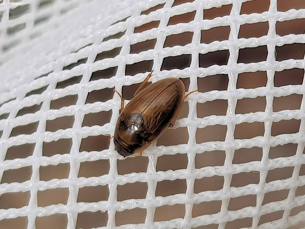Enochrus (Methydrus), family Hydrophilidae (Water Scavenger Beetle), Alice Springs NT