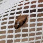 Enochrus (Methydrus), family Hydrophilidae (Water Scavenger Beetle), Alice Springs NT