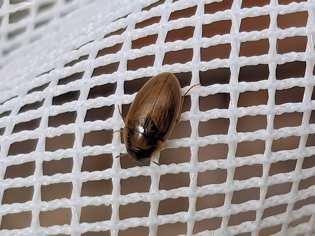 Enochrus (Methydrus), family Hydrophilidae (Water Scavenger Beetle), Alice Springs NT