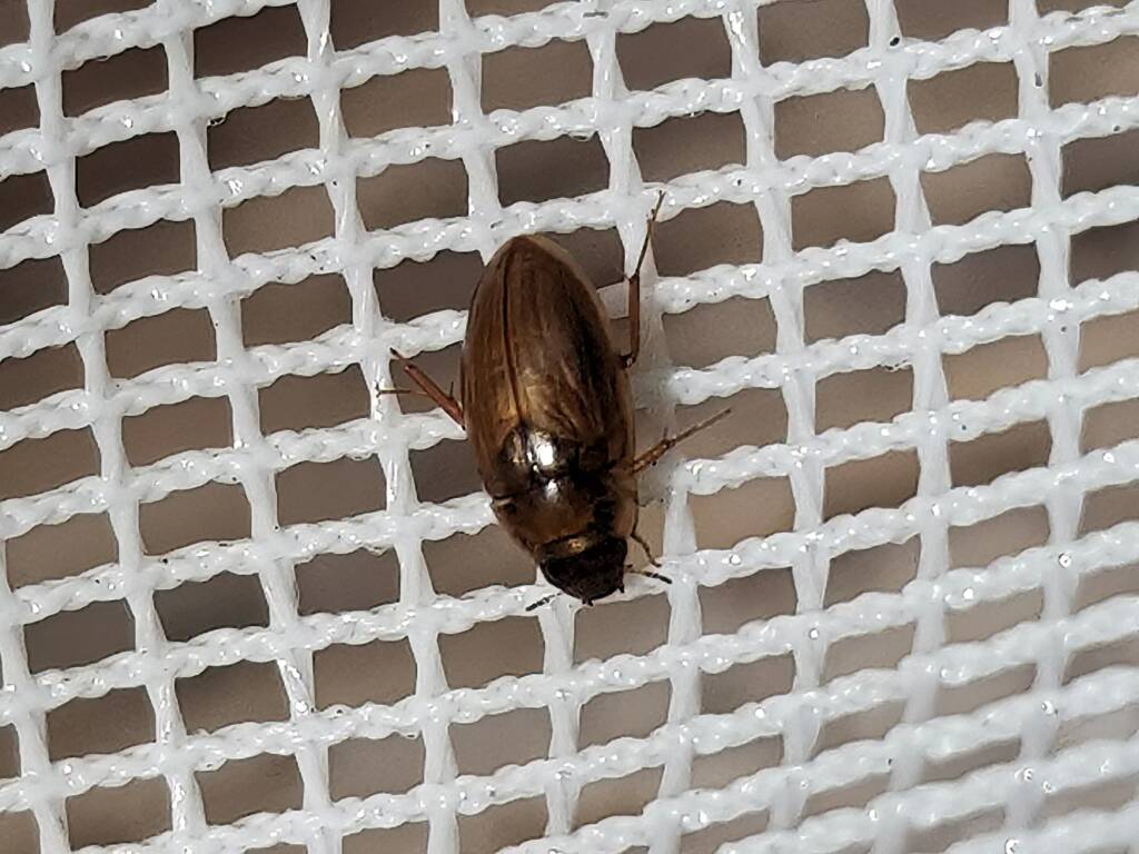 Enochrus (Methydrus), family Hydrophilidae (Water Scavenger Beetle), Alice Springs NT