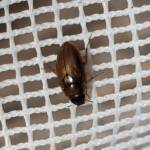 Enochrus (Methydrus), family Hydrophilidae (Water Scavenger Beetle), Alice Springs NT
