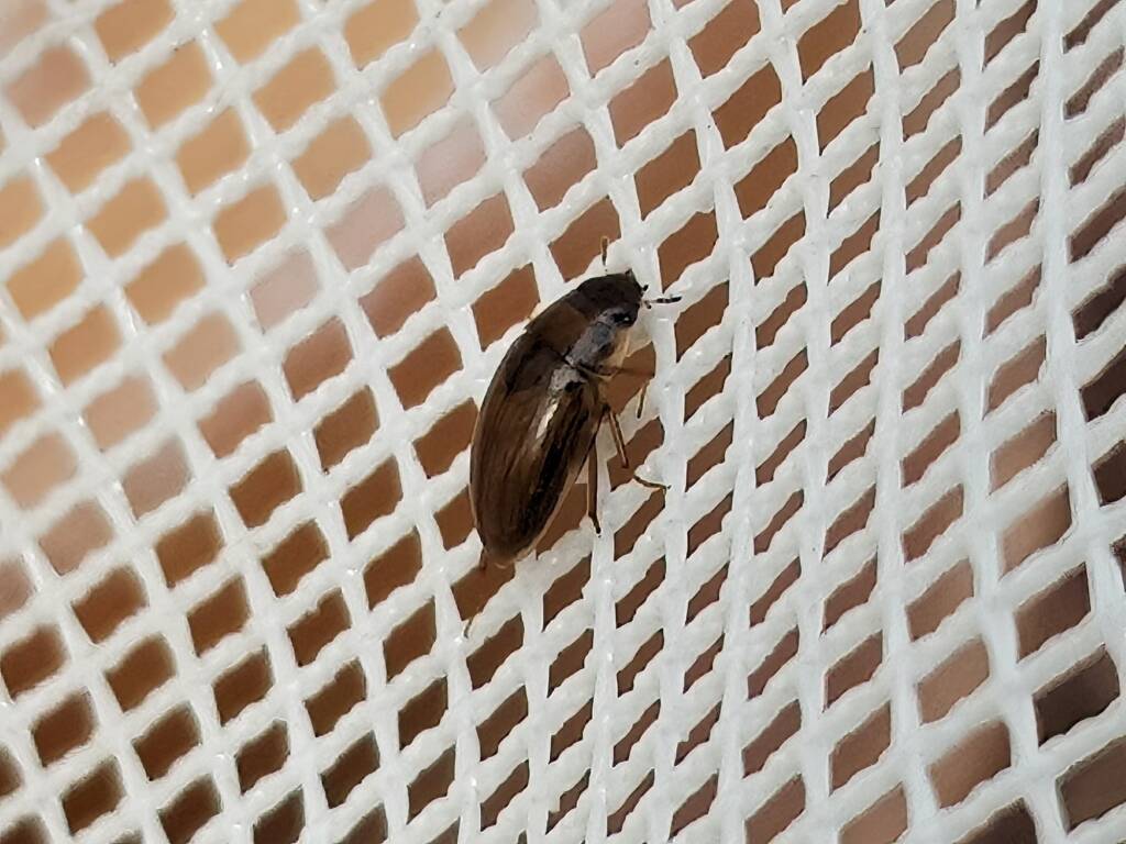 Enochrus (Methydrus), family Hydrophilidae (Water Scavenger Beetle), Alice Springs NT