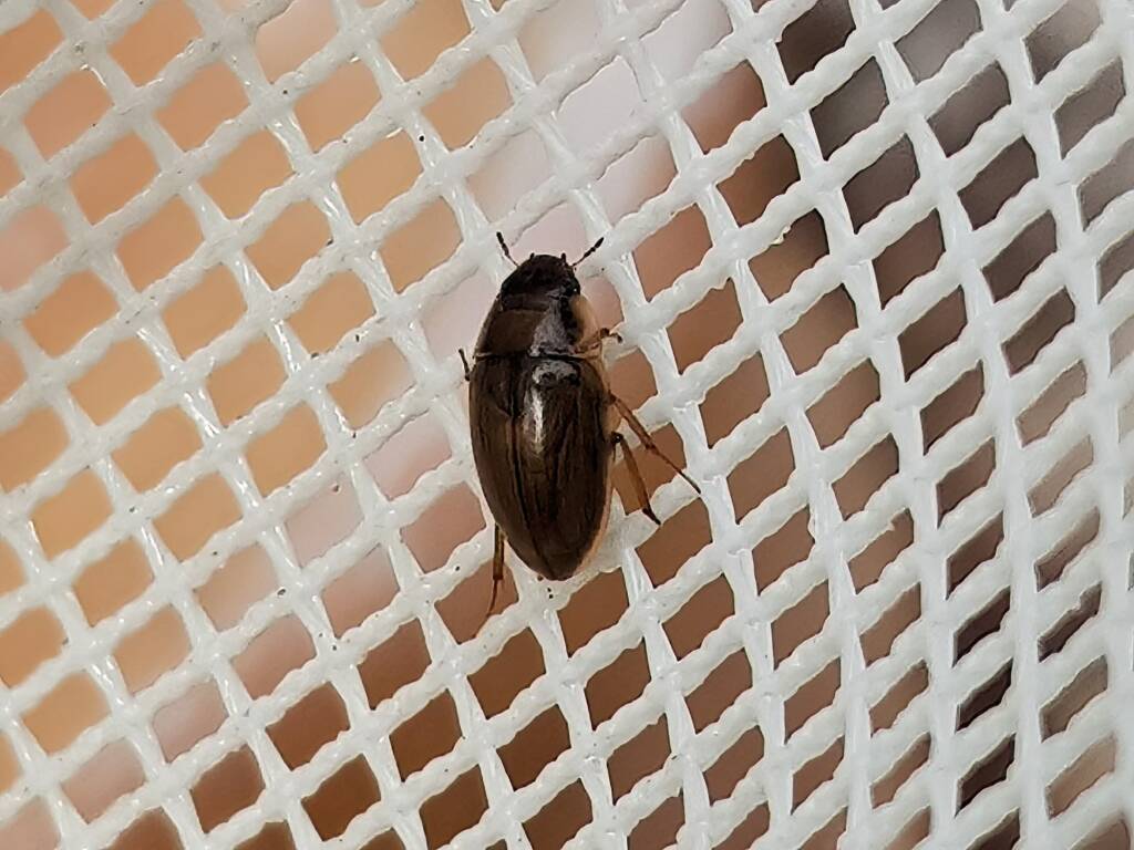Enochrus (Methydrus), family Hydrophilidae (Water Scavenger Beetle), Alice Springs NT