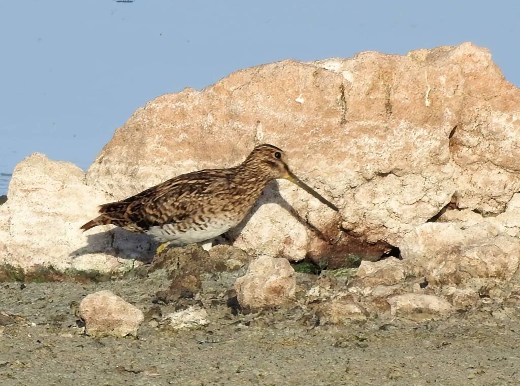 Latham's Snipe (Gallinago hardwickii), Alice Springs Sewage Ponds, NT © Dorothy Latimer