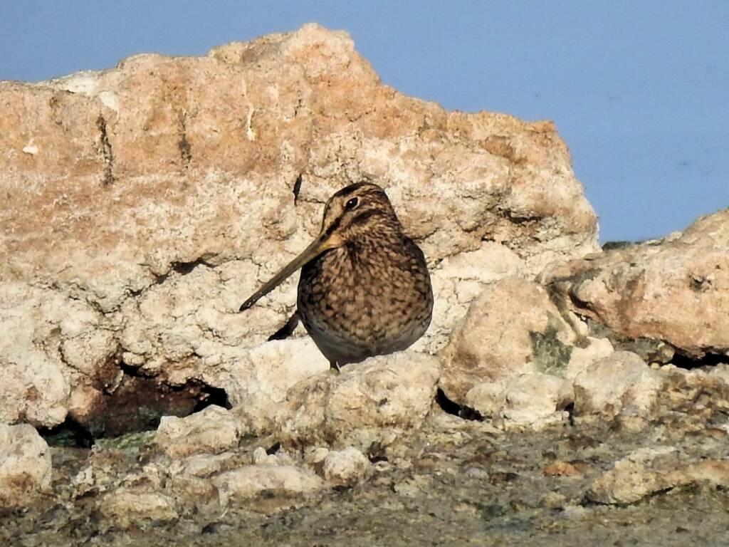 Latham's Snipe (Gallinago hardwickii), Alice Springs Sewage Ponds, NT © Dorothy Latimer