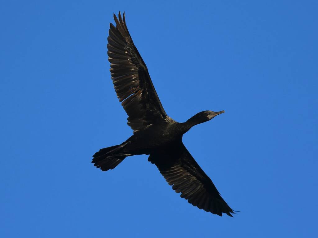 Little Black Cormorant (Phalacrocorax sulcirostris), Alice Springs Sewage Ponds © Dorothy Latimer