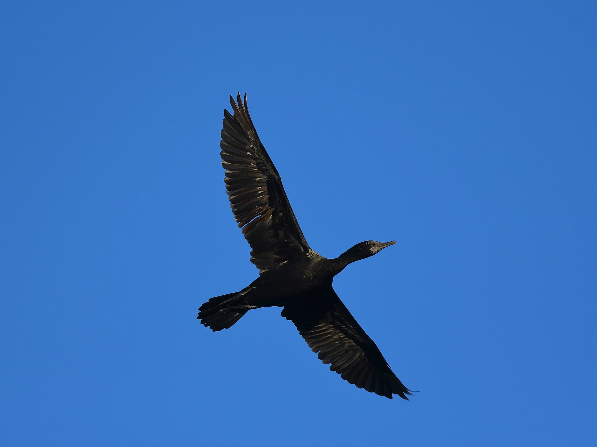 Little Black Cormorant (Phalacrocorax sulcirostris), Alice Springs Sewage Ponds © Dorothy Latimer