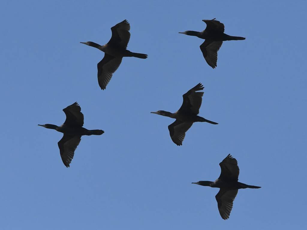 Little Black Cormorant (Phalacrocorax sulcirostris), Alice Springs Sewage Ponds © Dorothy Latimer