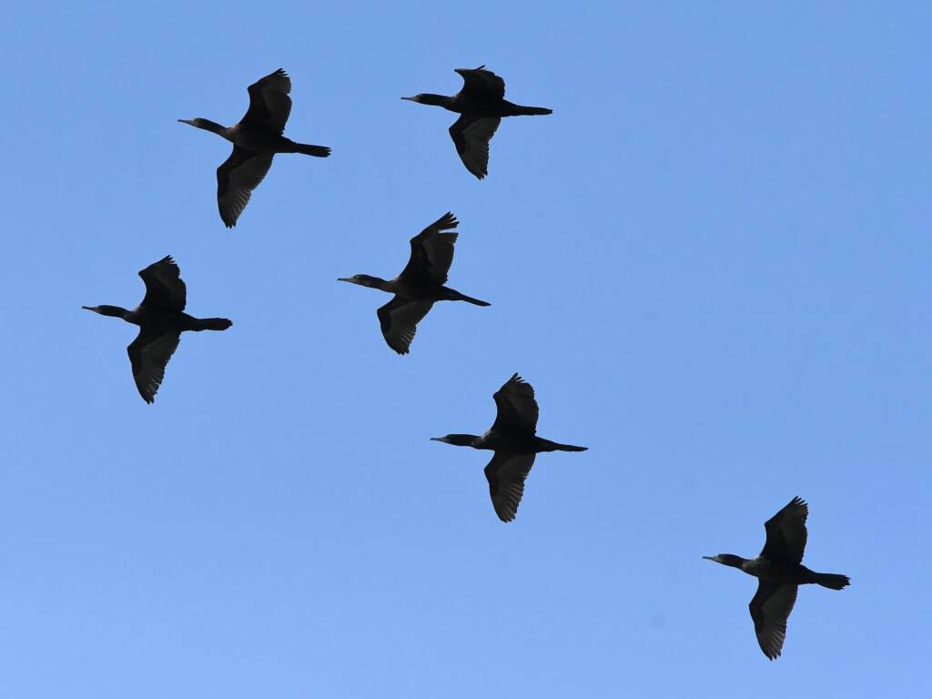Little Black Cormorant (Phalacrocorax sulcirostris), Alice Springs Sewage Ponds © Dorothy Latimer
