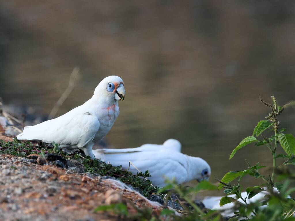 Little Corella (Cacatua sanguinea), Alice Springs Sewage Ponds © Dorothy Latimer
