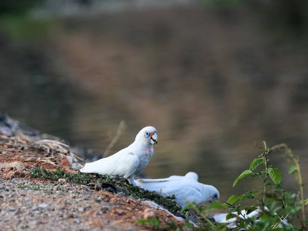 Little Corella (Cacatua sanguinea), Alice Springs Sewage Ponds © Dorothy Latimer