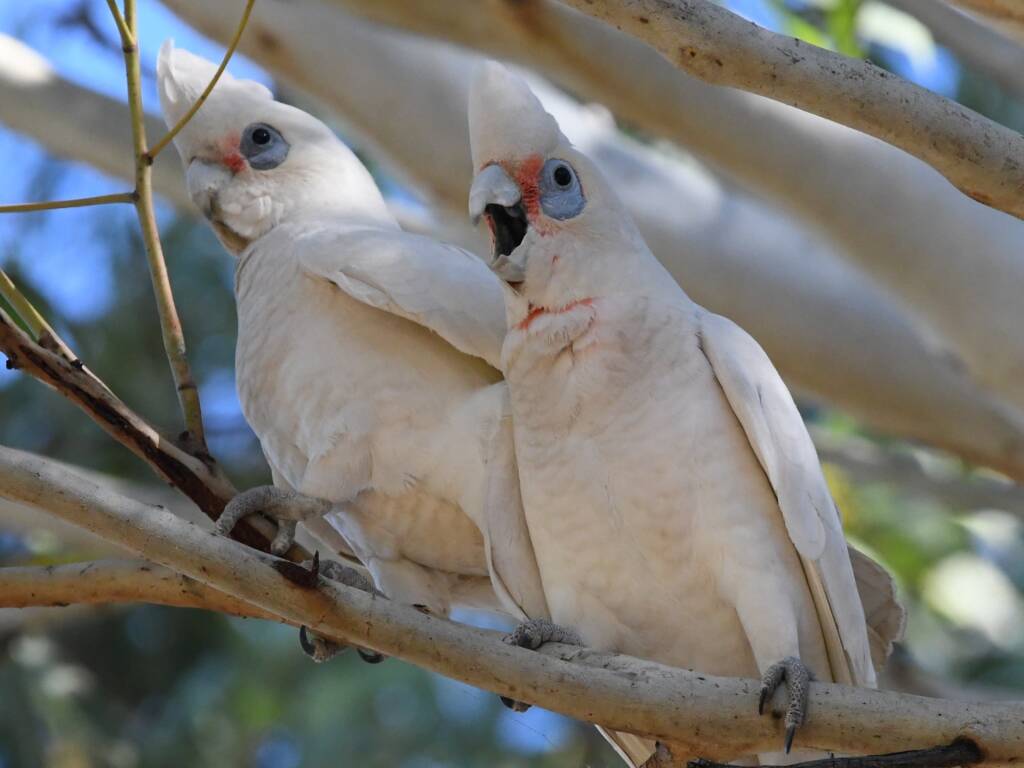 Little Corella (Cacatua sanguinea), Alice Springs Sewage Ponds © Dorothy Latimer
