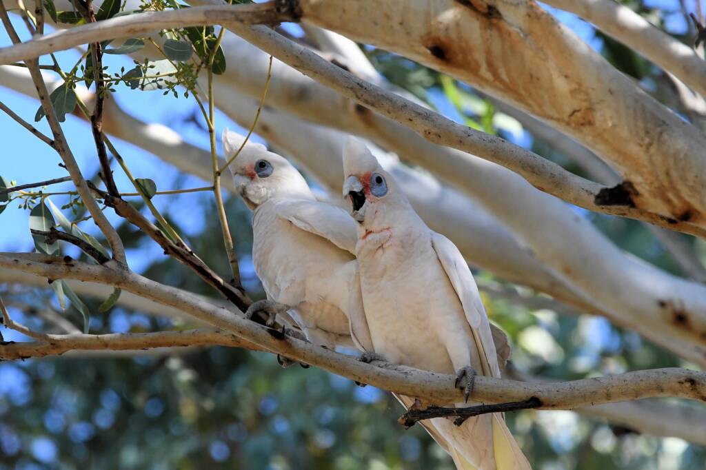 Little Corella (Cacatua sanguinea), Alice Springs Sewage Ponds © Dorothy Latimer