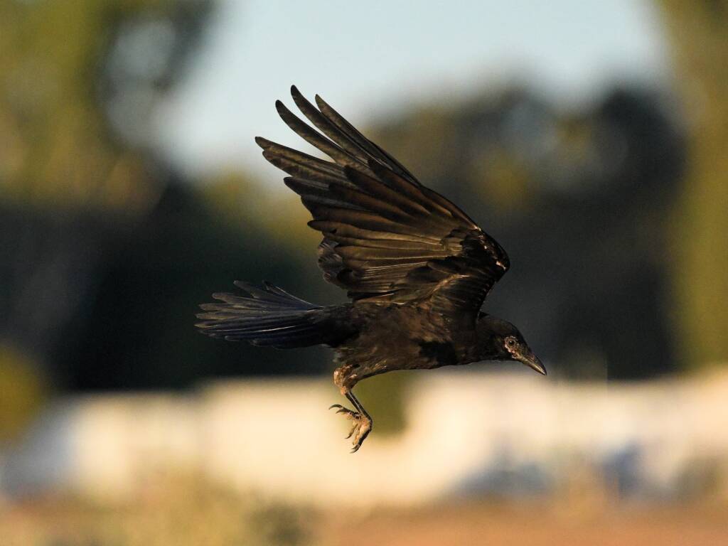 Little Crow (Corvus bennetti), Alice Springs Sewage Ponds, NT © Dorothy Latimer