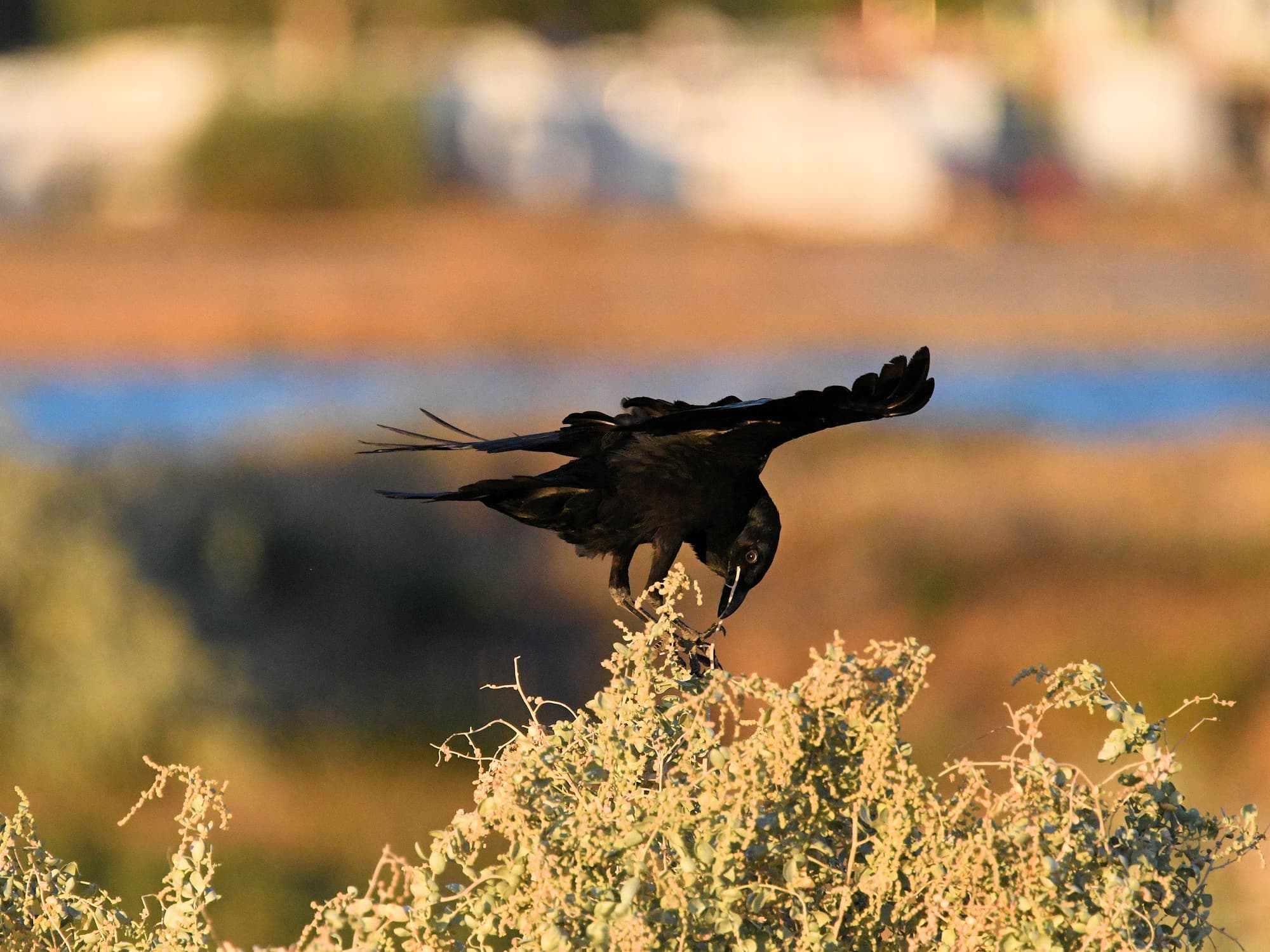 Little Crow (Corvus bennetti), Alice Springs Sewage Ponds, NT © Dorothy Latimer