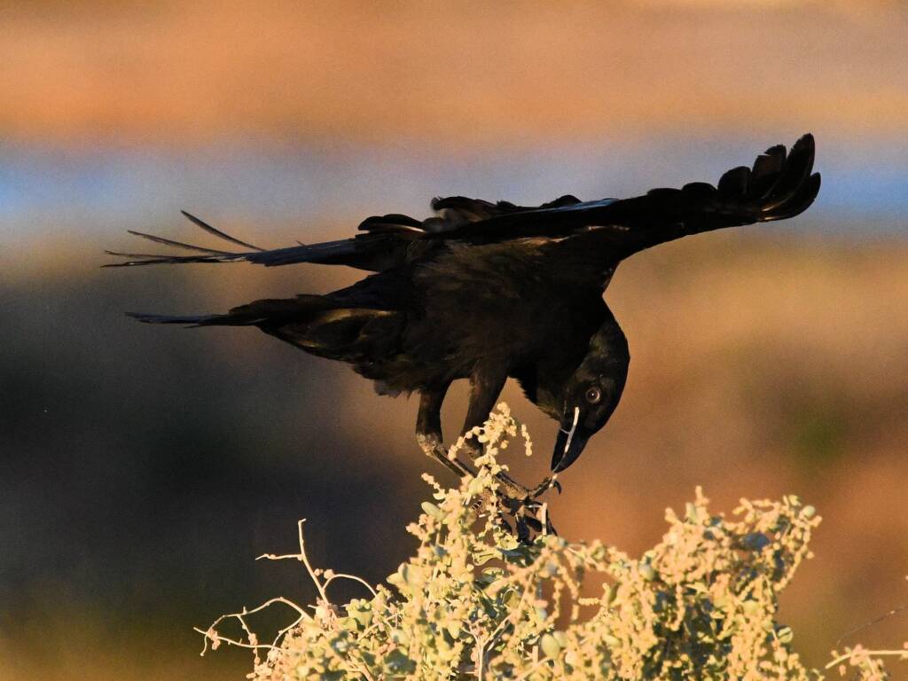 Little Crow (Corvus bennetti), Alice Springs Sewage Ponds, NT © Dorothy Latimer