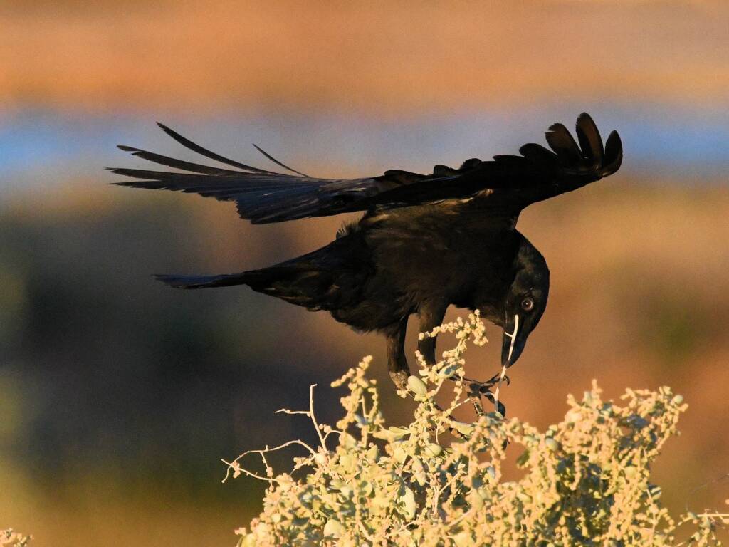Little Crow (Corvus bennetti), Alice Springs Sewage Ponds, NT © Dorothy Latimer
