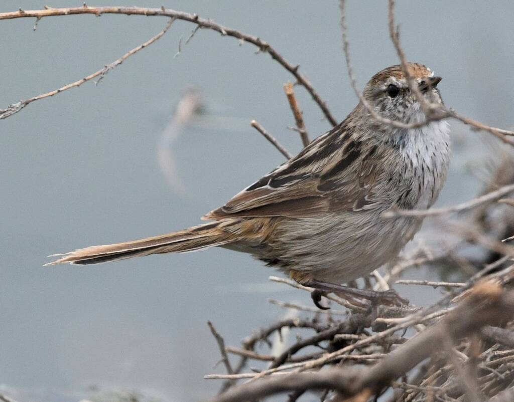 Little Grassbird (Poodytes gramineus), Alice Springs Sewage Ponds NT © Dorothy Latimer