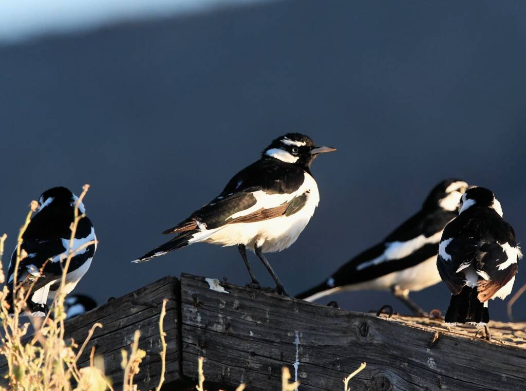 Magpie-lark (Grallina cyanoleuca), Alice Springs Sewage Ponds, NT © Dorothy Latimer