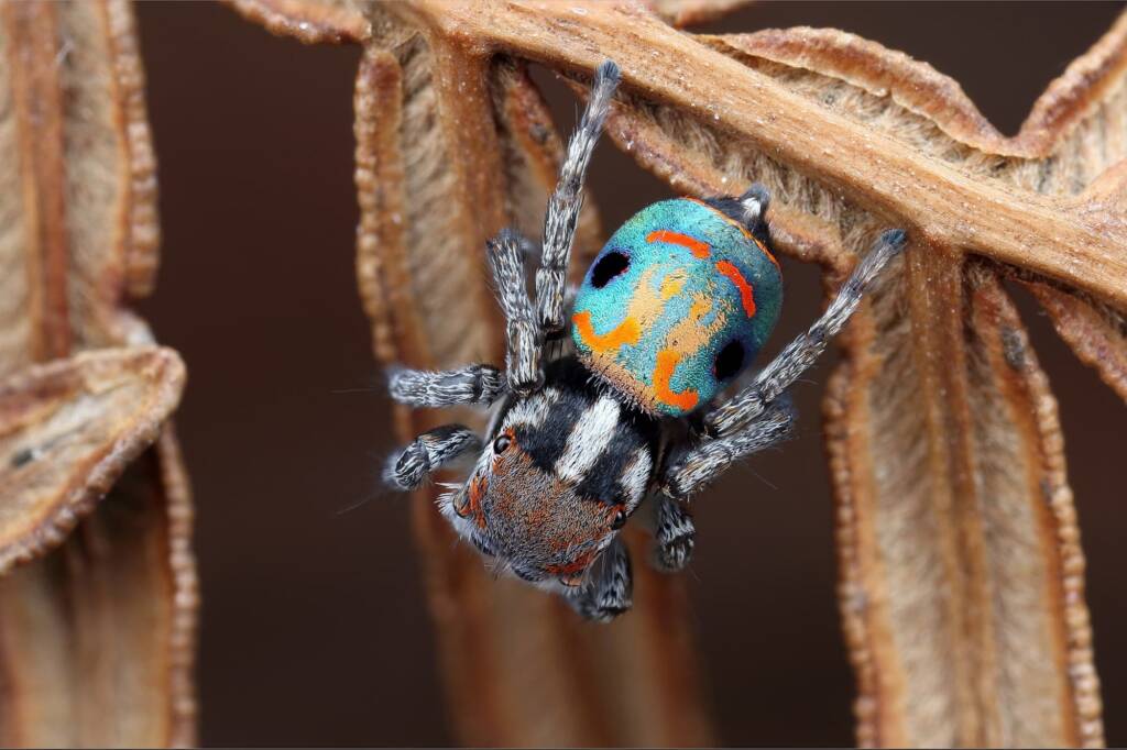 Maratus amabilis (newly moulted), Mount Kaputar NSW © Michael Doe