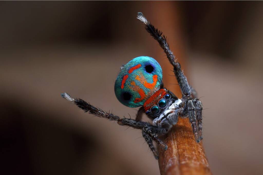 Maratus amabilis, Mount Kaputar NSW © Michael Doe