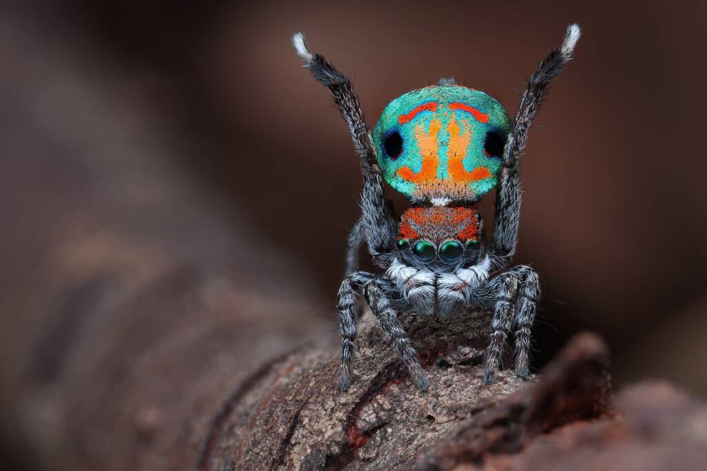 Maratus amabilis, NSW © Michael Doe