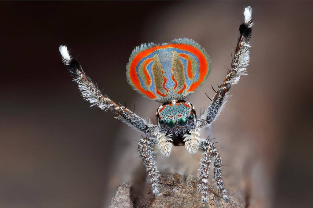 Maratus elephans (Peacock Spider) on tippy toes displaying to a female, NSW © Michael Doe