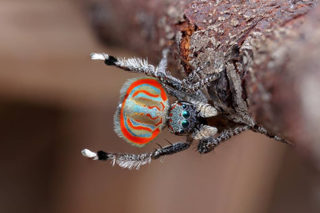 Maratus elephans (dancing on the side of a stick), Tamworth NSW © Michael Doe