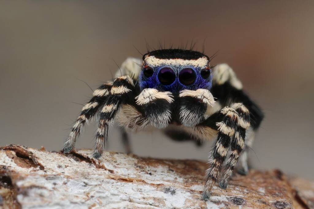 Maratus personatus, WA © Michael Doe
