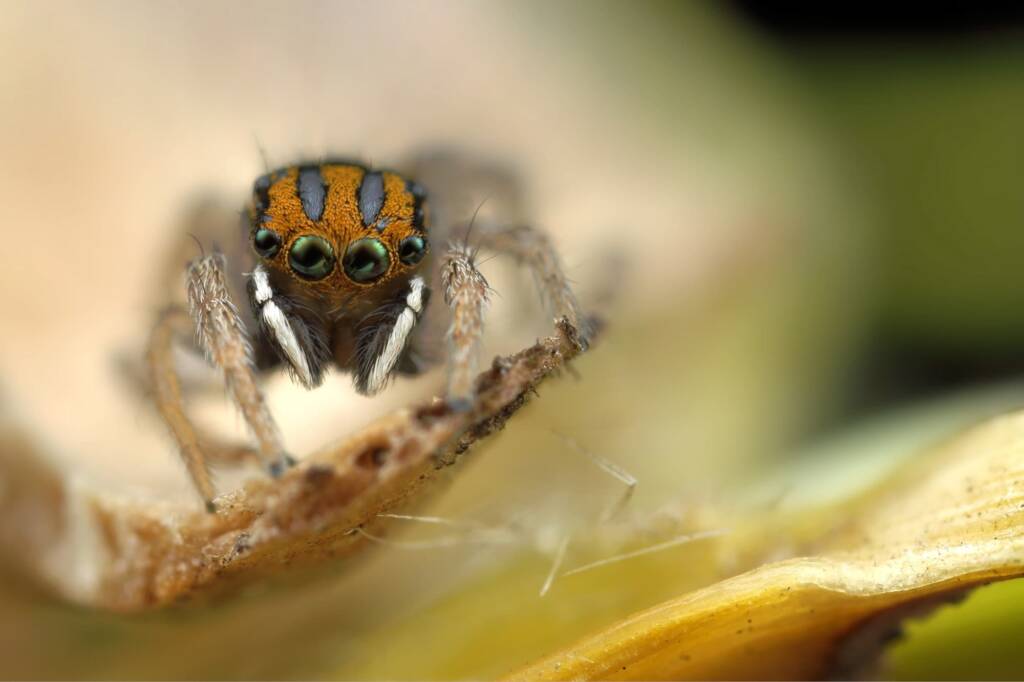 Maratus purcellae, Newcastle NSW © Michael Doe