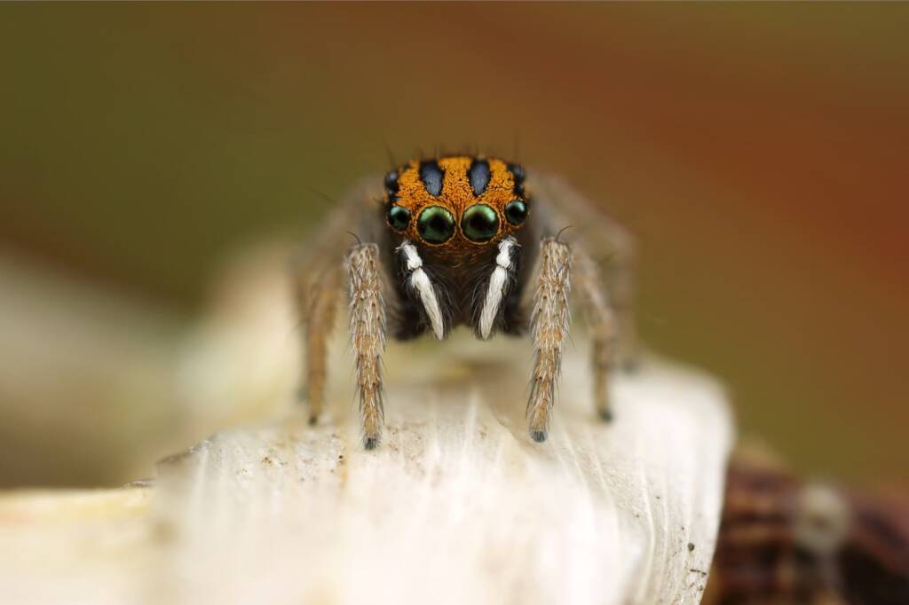 Maratus purcellae, Newcastle NSW - a small Peacock spider (2.5mm) © Michael Doe