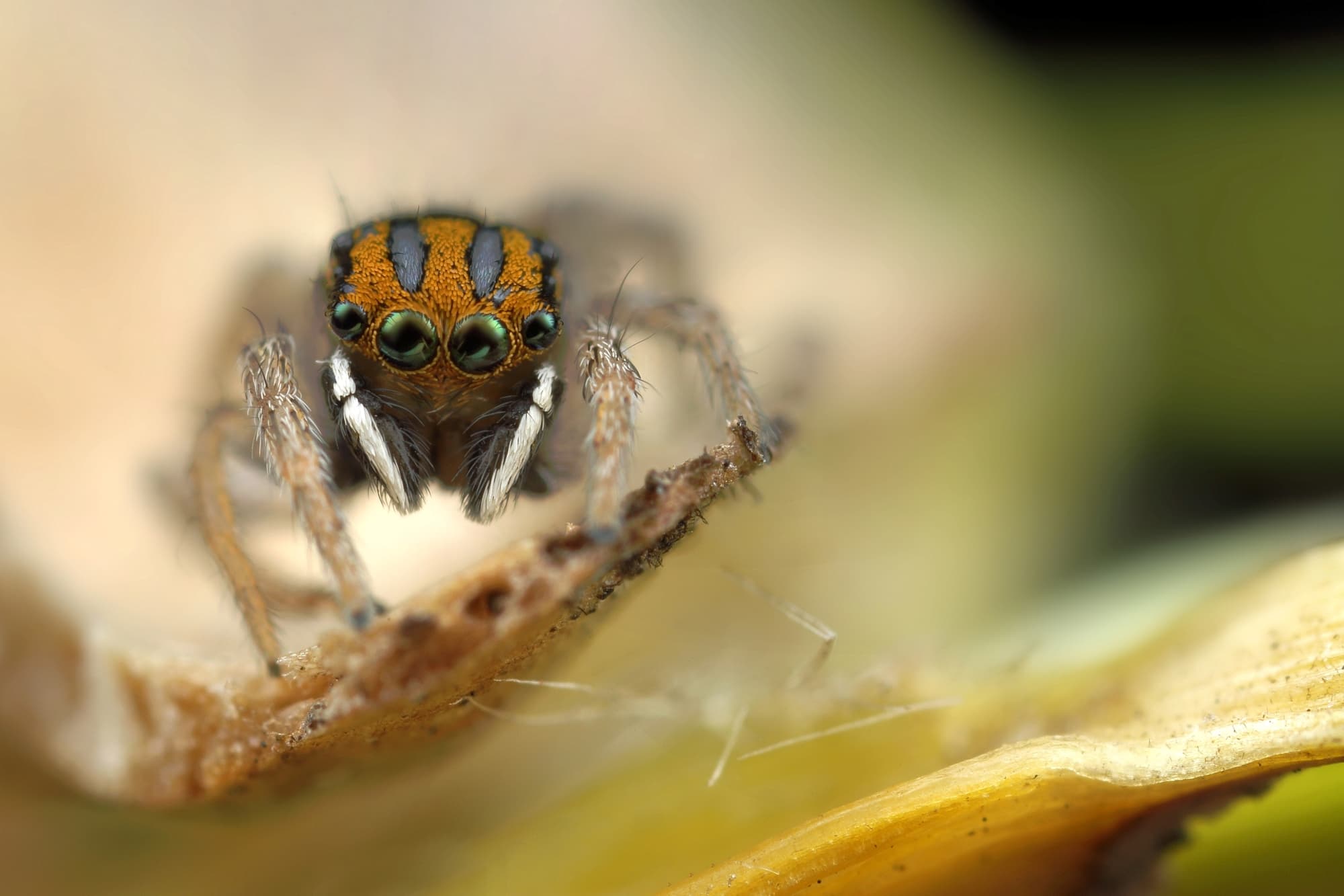 Maratus purcellae, Newcastle NSW © Michael Doe