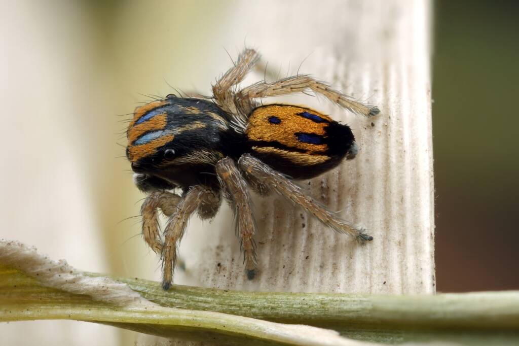 Maratus purcellae, Newcastle NSW - a small Peacock spider (2.5mm) © Michael Doe