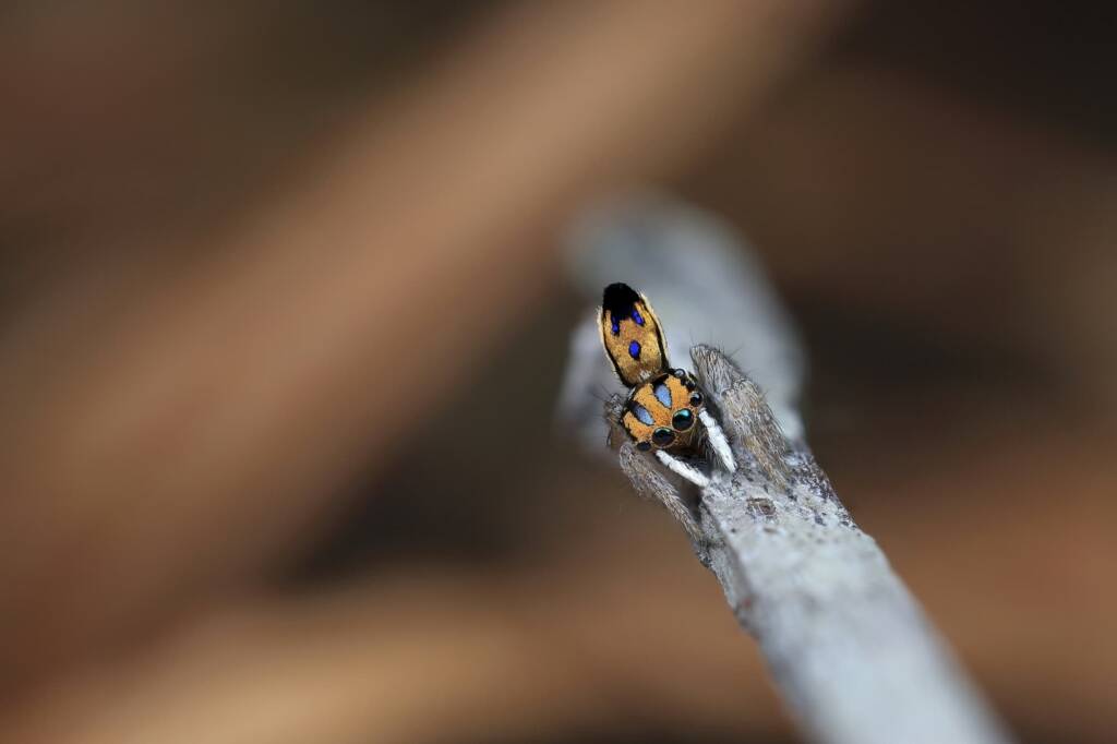 Maratus purcellae, Western NSW © Michael Doe