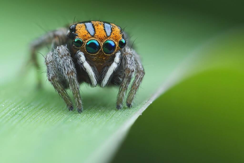 Maratus purcellae, Western NSW © Michael Doe