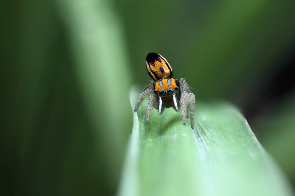 Maratus purcellae, Western NSW © Michael Doe