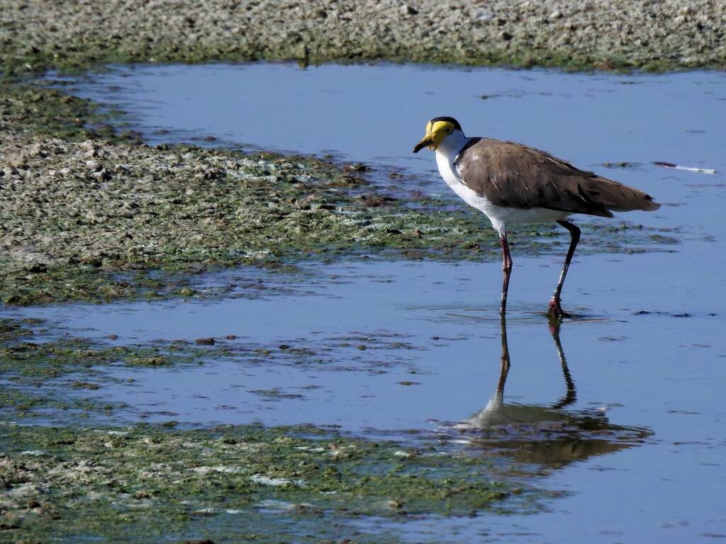 Masked Lapwing (Vanellus miles), Alice Springs Sewage Ponds, NT © Dorothy Latimer