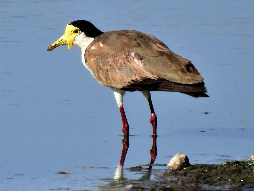 Masked Lapwing (Vanellus miles), Alice Springs Sewage Ponds, NT © Dorothy Latimer
