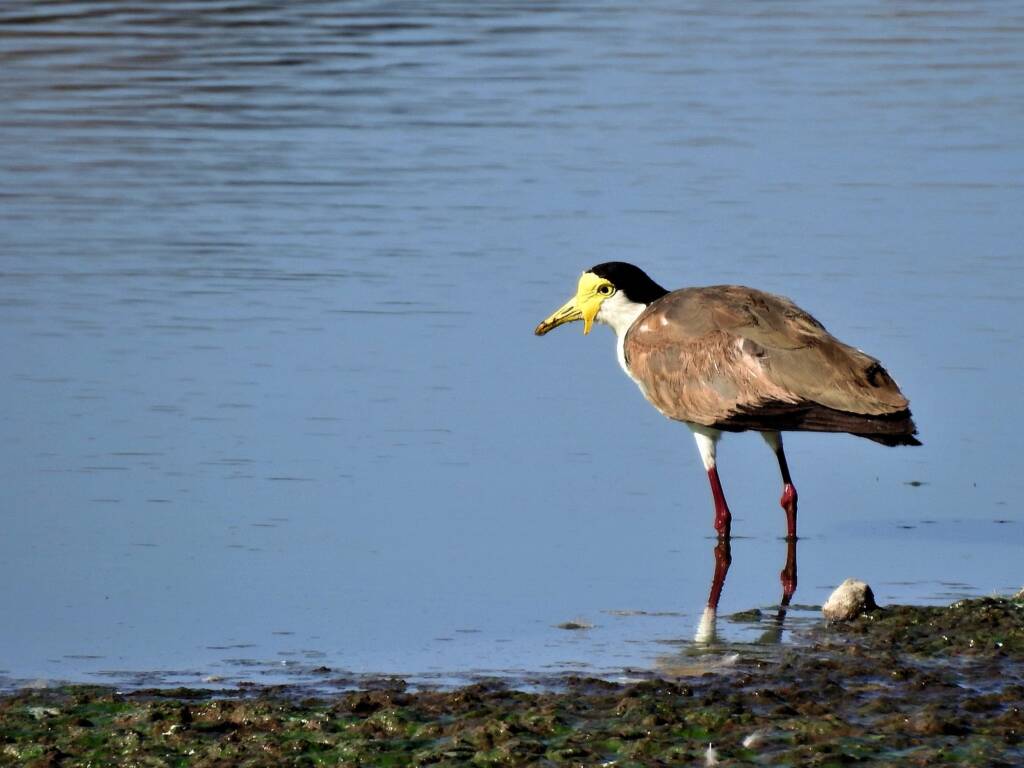 Masked Lapwing (Vanellus miles), Alice Springs Sewage Ponds, NT © Dorothy Latimer