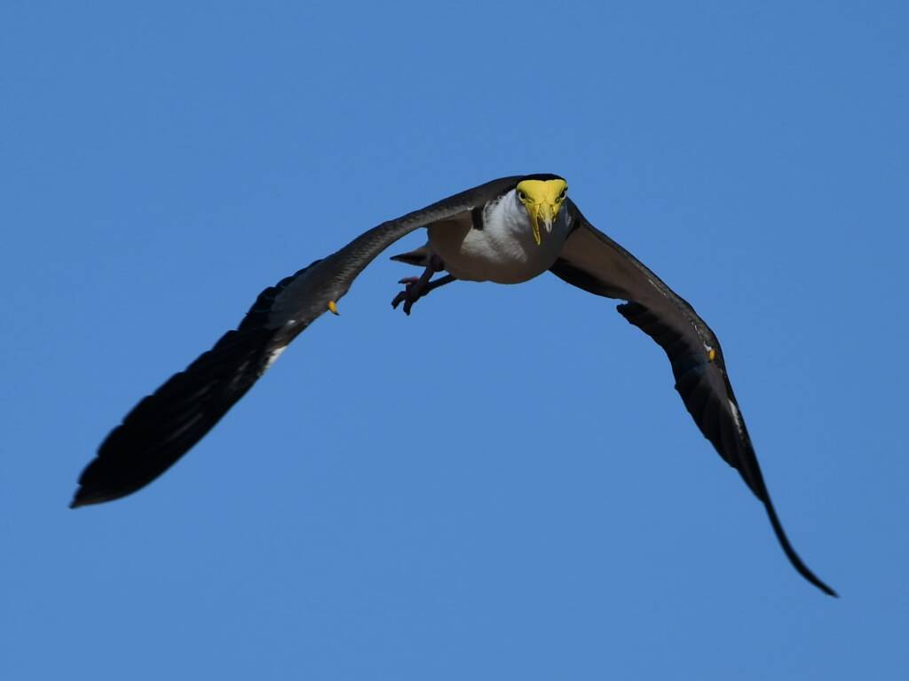 Masked Lapwing (Vanellus miles), Alice Springs Sewage Ponds, NT © Dorothy Latimer