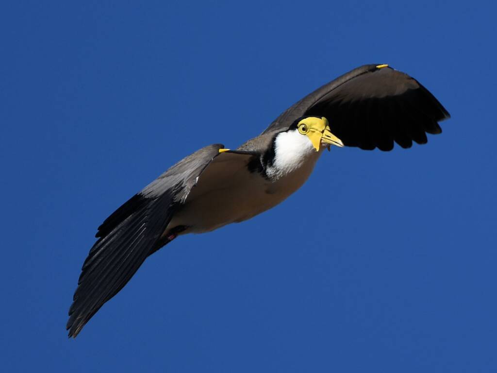 Masked Lapwing (Vanellus miles), Alice Springs Sewage Ponds, NT © Dorothy Latimer