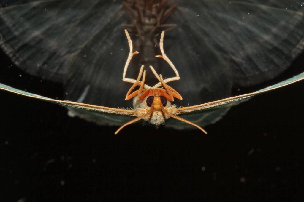 Mixocera latilineata, Ballandean QLD © Marc Newman