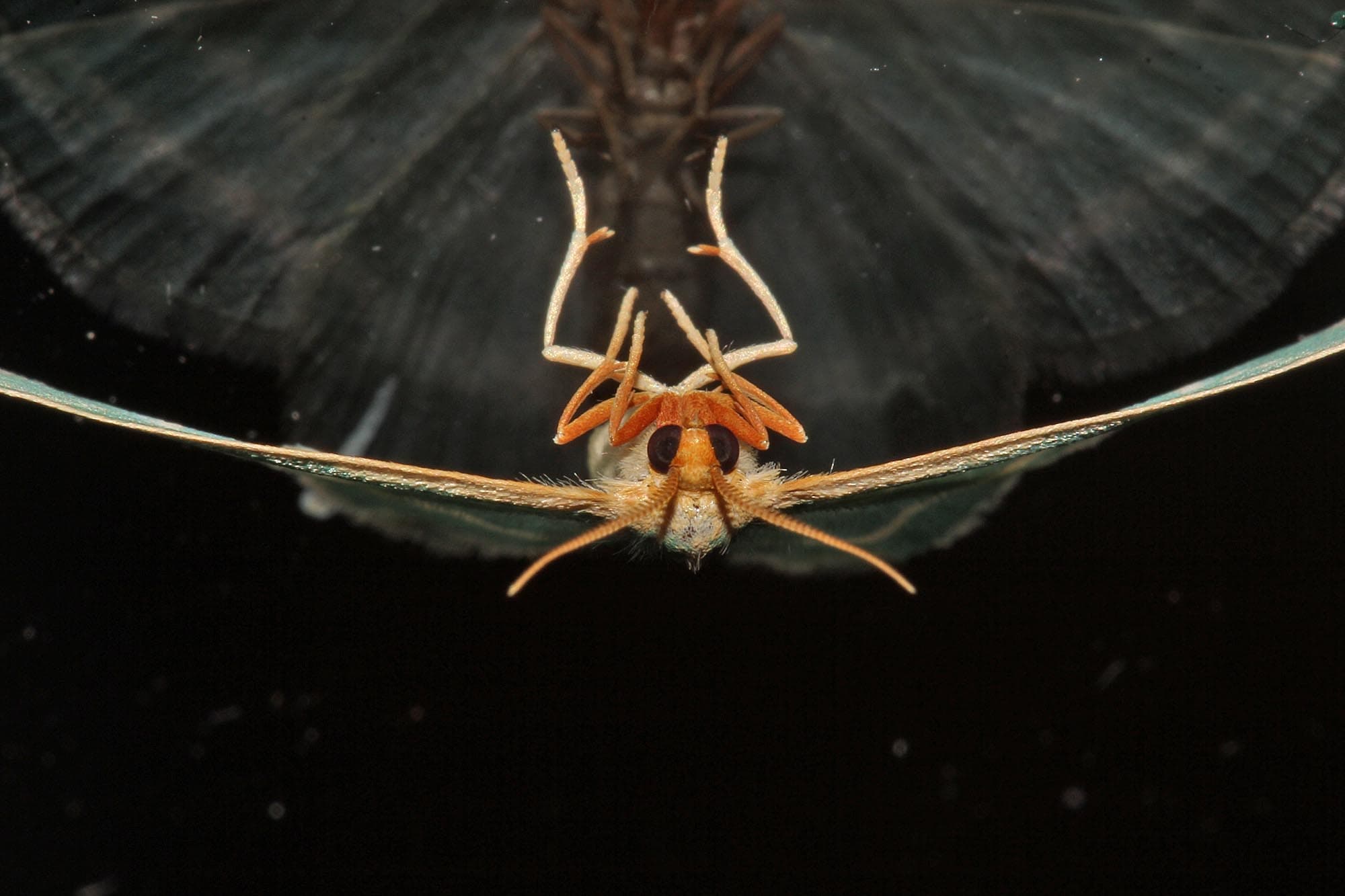 Mixocera latilineata, Ballandean QLD © Marc Newman