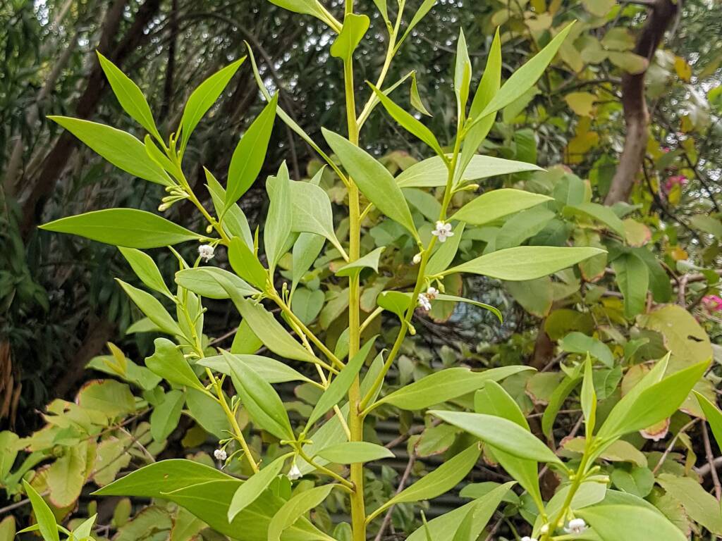 Myoporum acuminatum (Boobialla), Alice Springs Desert Park NT