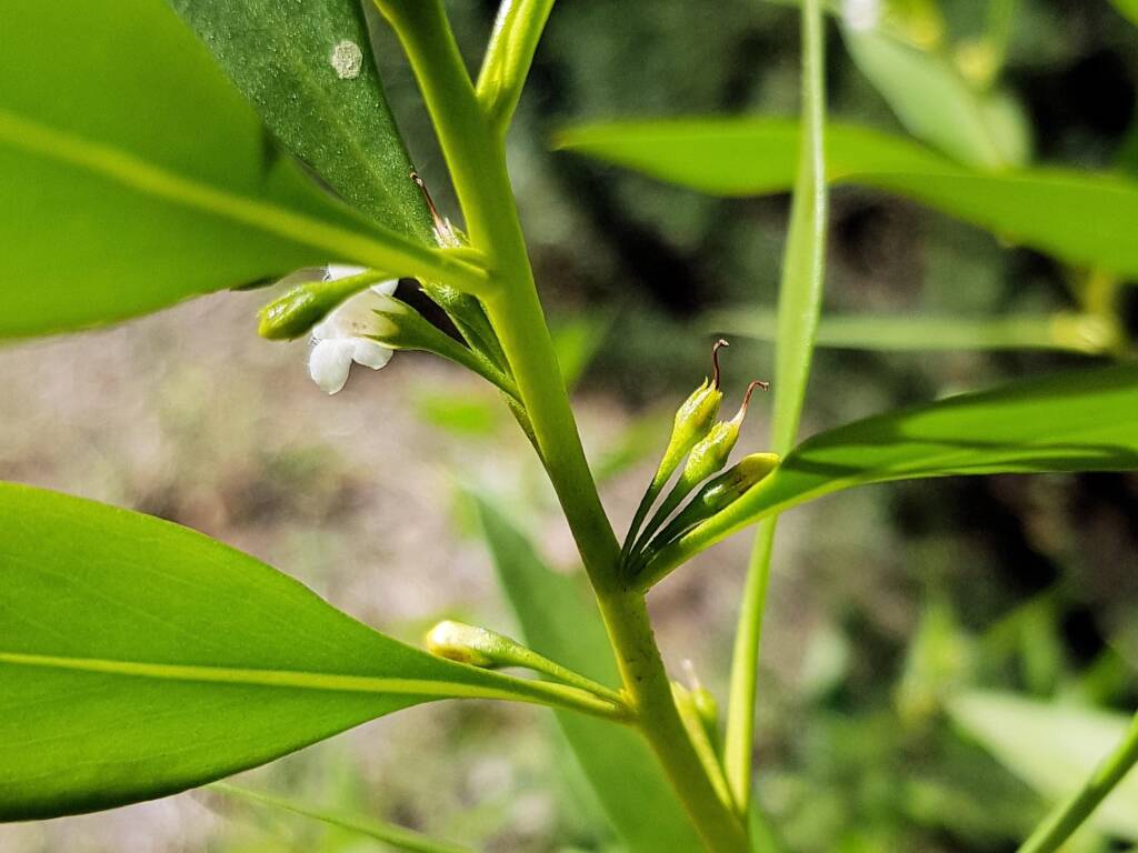 Myoporum acuminatum (Boobialla), Alice Springs Desert Park NT