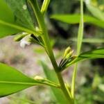 Myoporum acuminatum (Boobialla), Alice Springs Desert Park NT